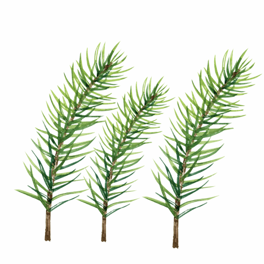 What is Red Spruce?